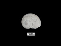 藏品(紅廣口螺)的圖片